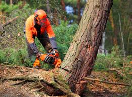 How Our Tree Care Process Works  in  Decatur, GA